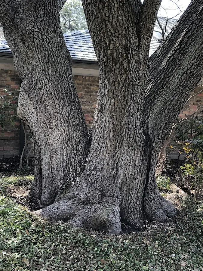 Mature heritage tree close to a Long Eddy property cared for by certified arborists