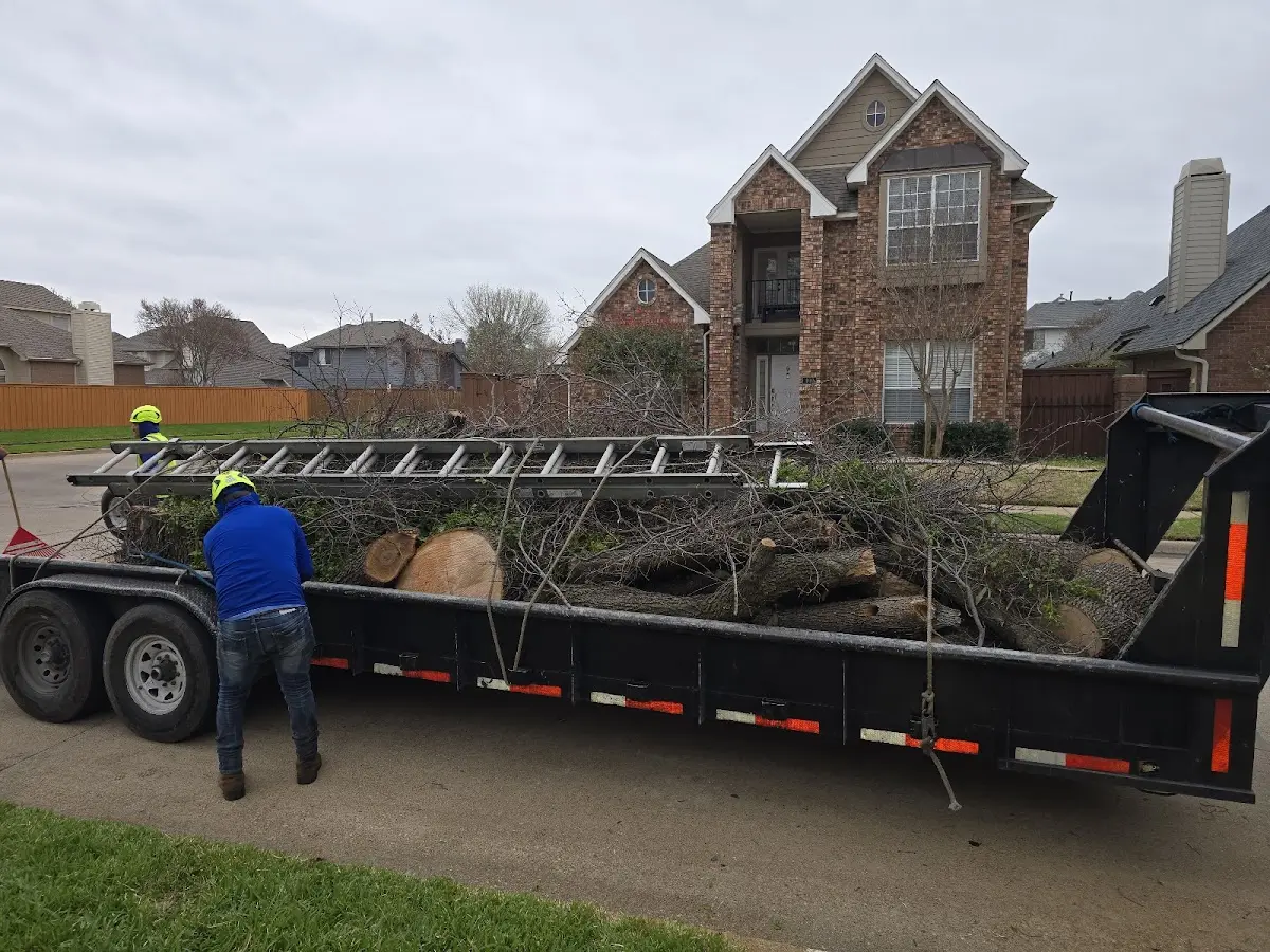 Expert Tree Removal with proper safety equipment in Long Eddy